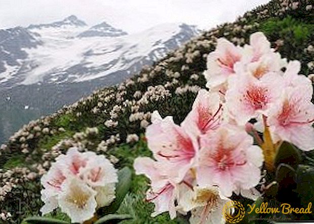 Musim sejuk rhododendrons yang paling popular