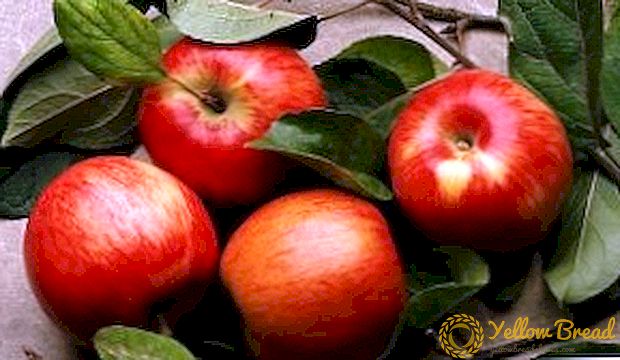 Late-ripening apple varieties