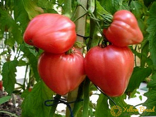 Kenmerken van de teelt en verzorging van tomaten. Roze honing