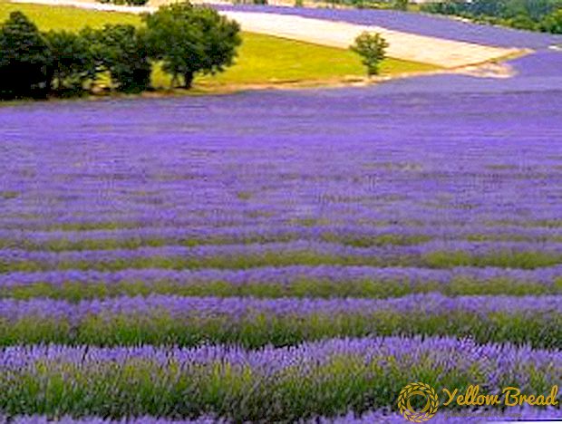 Ang paggamit ng therapeutic properties ng lavender sa folk medicine