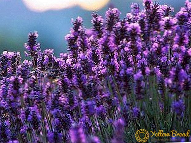 Aturan kanggo njaga lavender, nambah lavender ing taman