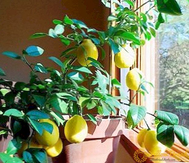 De bästa sorterna av citroner för odling inomhus