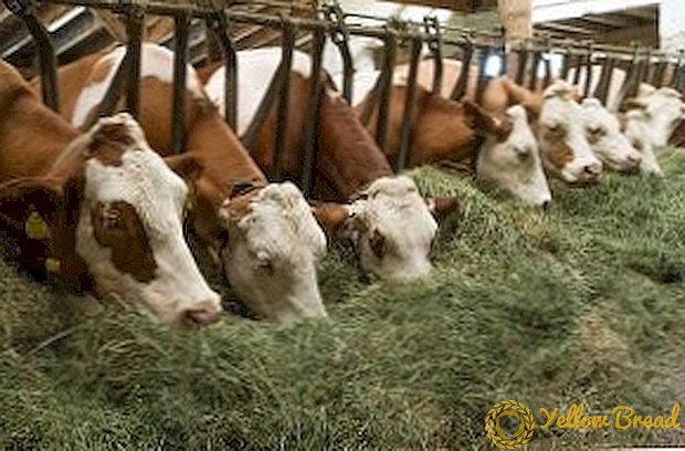 Bệnh bạch cầu ở bò: triệu chứng, nguyên nhân, tác dụng