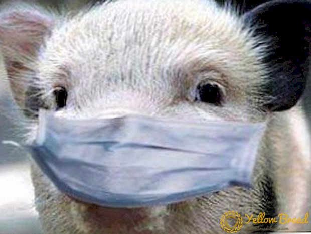 حمى الخنازير الأفريقية: كل ما تحتاج إلى معرفته عن مرض خطير