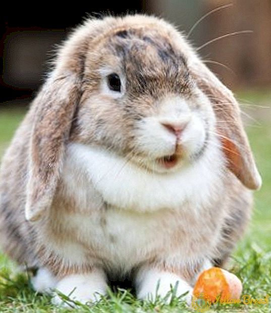 Pada umur berapa kelinci meranggas dan bagaimana merawatnya
