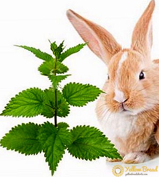 Can I give nettle to rabbits?