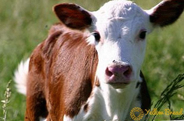 Colibacteriosis of calves: vaccine, pathoanatomical changes, home treatment
