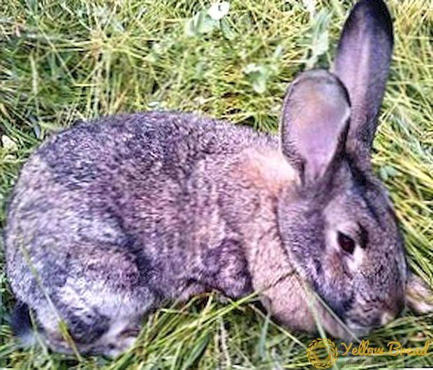 Tavşan Hastalığı: Coccidiosis Nasıl Tedavi Edilir?