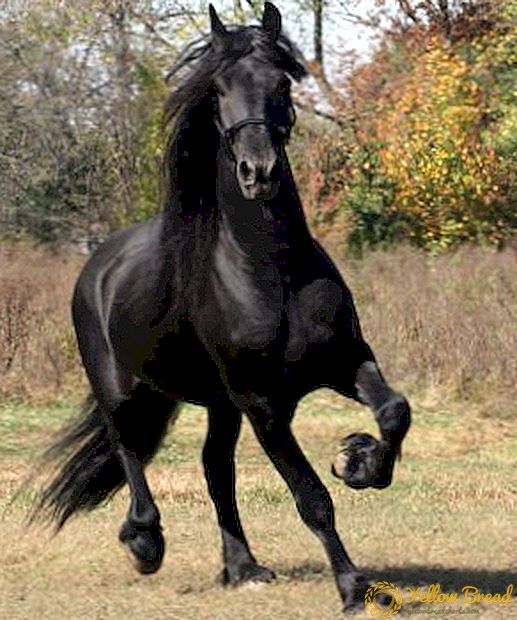 Friesian horse breed