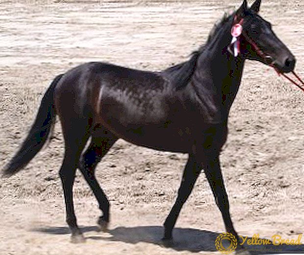 Allgemeine Merkmale und Merkmale der Karachai-Pferderasse