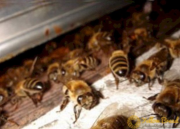 Perlakuan panas lebah dari tungau Varroa: cara membuat ruang panas dengan tangan Anda sendiri