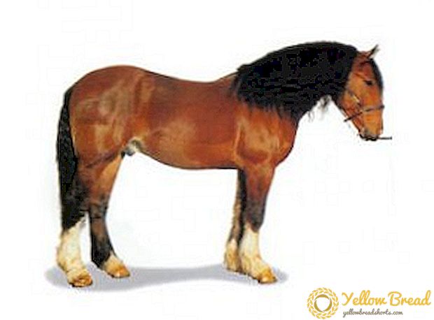 Ras kuda berat: deskripsi dan foto