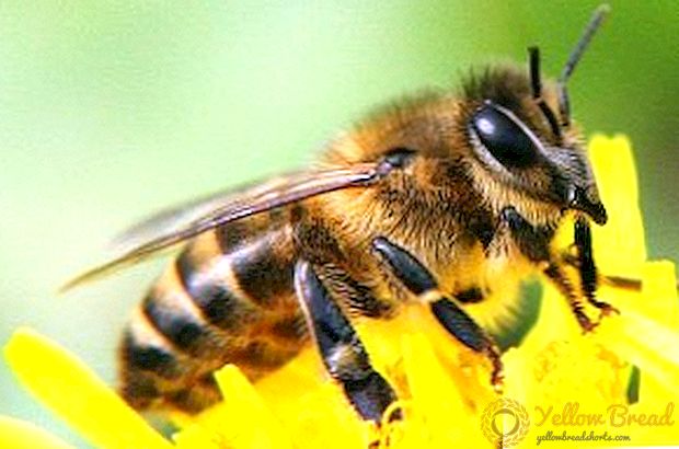 Honning matet til fôring av bier