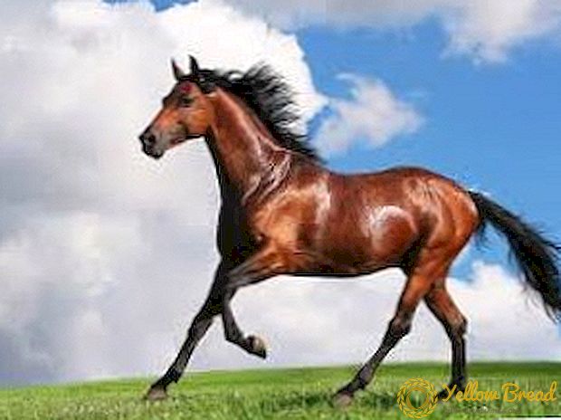 Ras kuda: deskripsi dan foto