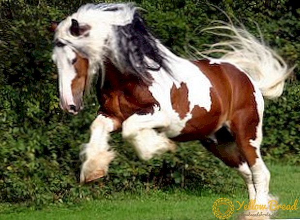 Tinker ձին