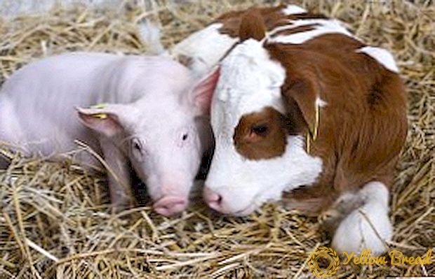 כמה חזיר, פרה, סוס, שור שוקלים: שיטות יעילות לקביעת ללא נוכחות של קשקשים