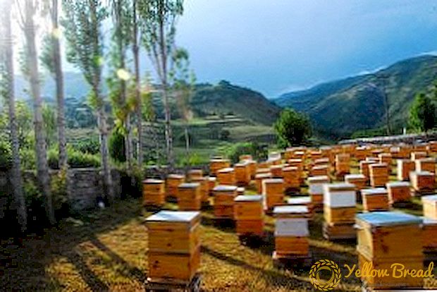Hvordan man undgår vanskeligheder under transport af bier