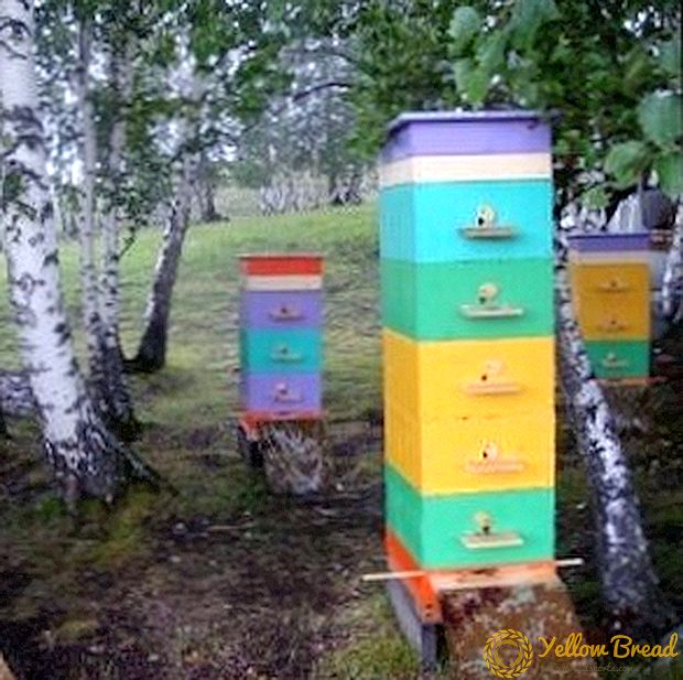Wie man Bienen in Multicase-Bienenstöcken züchtet