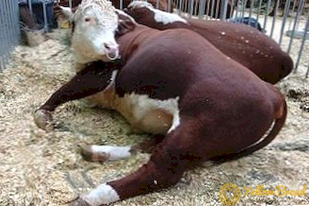 Kako zaštititi stoku (goveda) od pastereloze