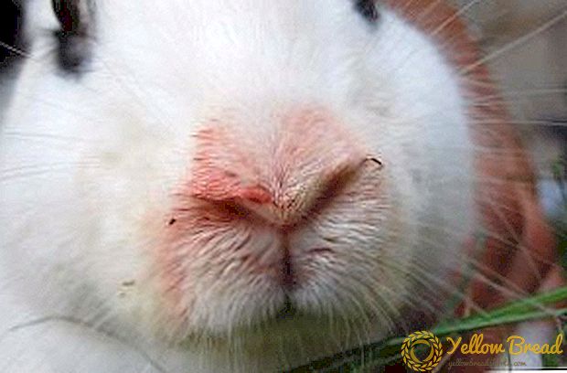 Hoe pasteurellose bij konijnen te behandelen