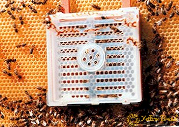 Dzhentersky honungskaka i biodling: instruktioner för uttag av drottningar