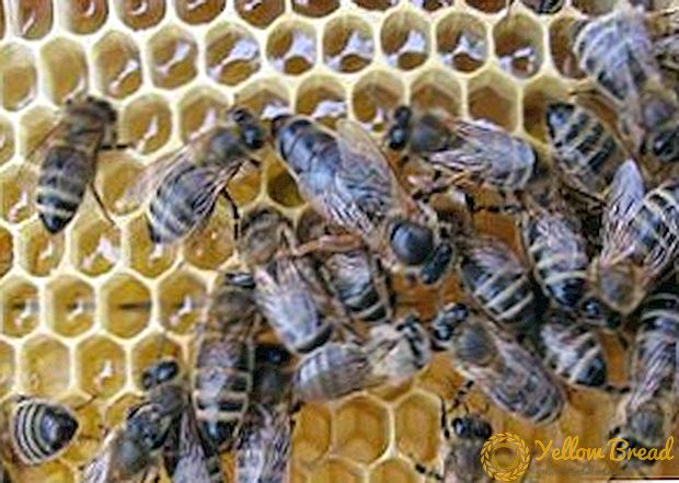 Vägar av kläckning av drottning bin