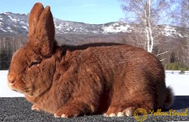 NZK: deskripsi, karakteristik, foto, perawatan dan pemeliharaan kelinci merah Selandia Baru