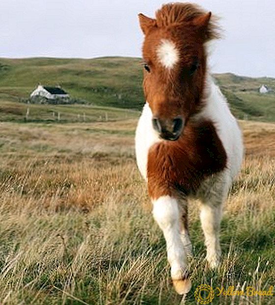 Pony: how to care for small horses