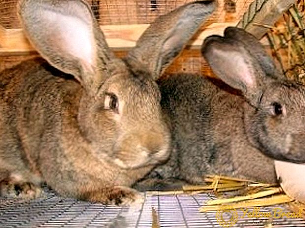 Kaninchen der Rasse Flandr (oder der belgische Riese)