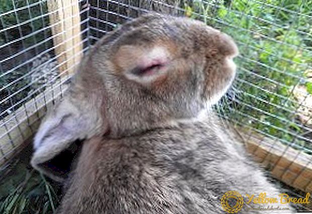 Myxomatosis của thỏ: những gì là nguy hiểm, tiêm chủng, điều trị tại nhà