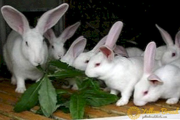 White higanteng rabbits: mga tampok ng pag-aanak