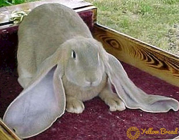 กระต่ายพันธุ์ Baran