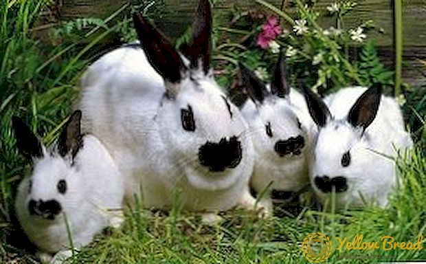 กระต่ายพันธุ์ผีเสื้อ