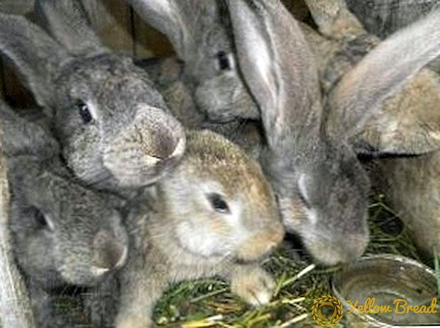 Gray giant rabbits: prospects for breeding development