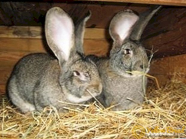 Rabbits van ras Rizen