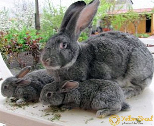 Tavşanların başarılı yetiştirilmesinin sırları Sovyet chinchilla