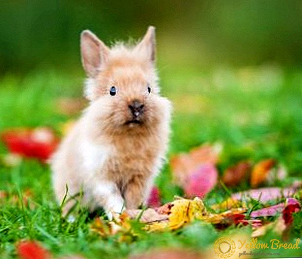 Raser av dekorative kaniner med bilder og beskrivelser
