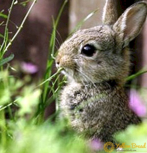 Wat kan de konijnen niet voeden: 10 giftige planten