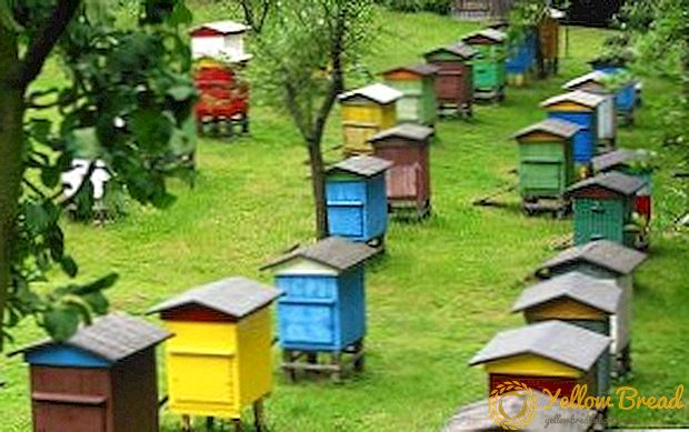 De belangrijkste bepalingen van de technologie van zorg voor de bijen volgens de methode van Tsebro