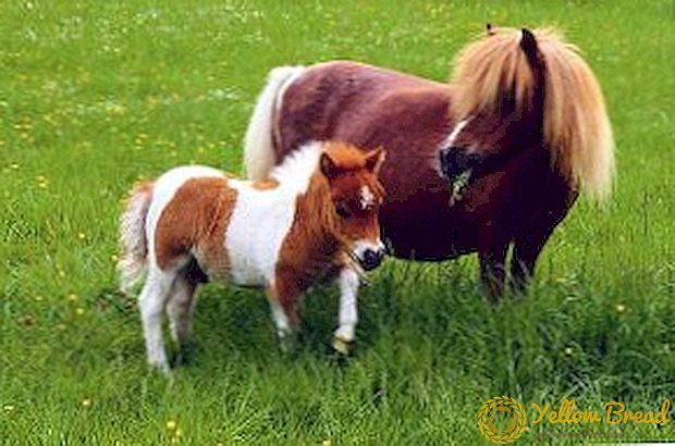 Het kleinste paard ter wereld: bekendheid met falabella