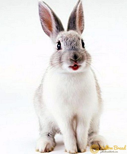 Apa yang mempengaruhi umur dan berapa banyak rata-rata kelinci hidup?