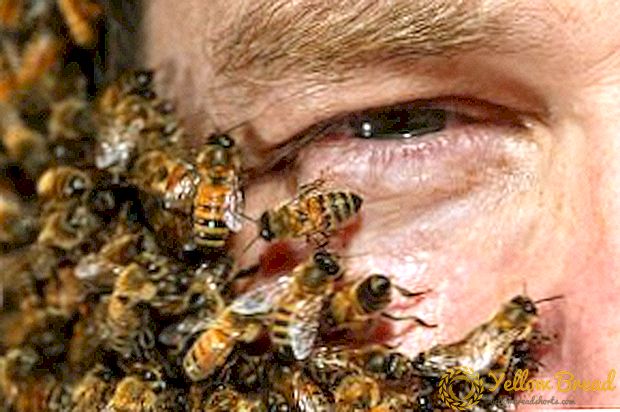 ما هي الأمراض التي يعالجها النحل: مؤشرات وموانع من apitherapy