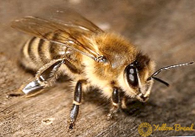 شہد کی مکھیوں کے لئے کینڈی کیا ہے اور اسے گھر میں کیسے پکانا ہے؟