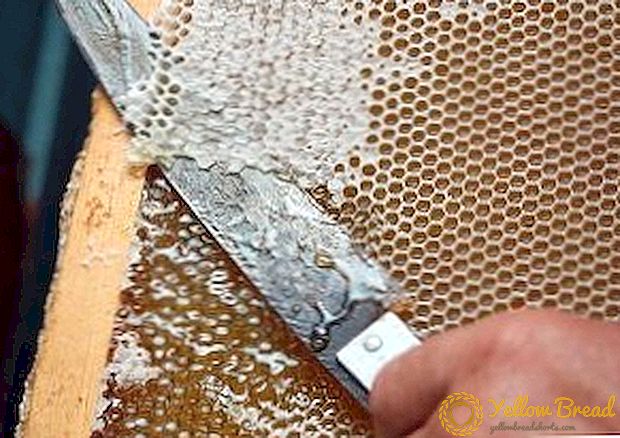 Apakah zabrus dalam pembiakan lebah dan bagaimana untuk merawatnya