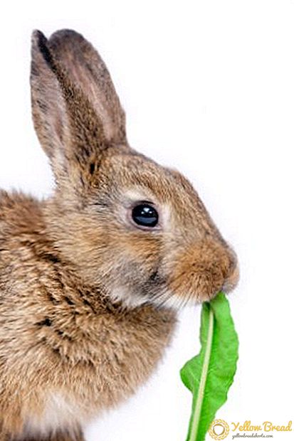 Hva gress å mate kaniner?