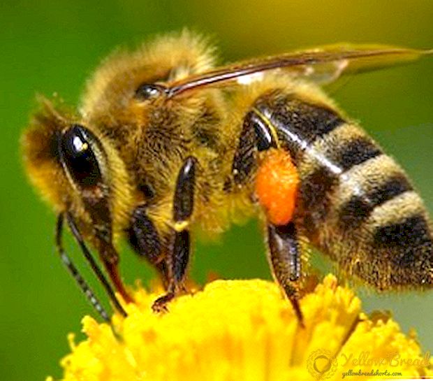 क्यों, कब और कैसे मधुमक्खी झुकाव। मधुमक्खियों, फोटो, वीडियो के झुकाव को कैसे रोकें