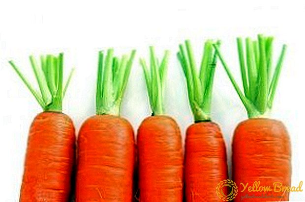 Carrots in the North: the best varieties and their descriptions