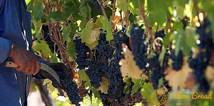 Le nouveau pays viticole de Californie est l'endroit idéal pour acheter