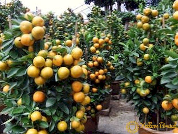 Watter tangerines kan in oop grond geplant word