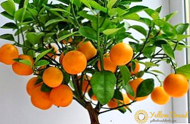 Cara kanggo tuwuh tangerine ing omah